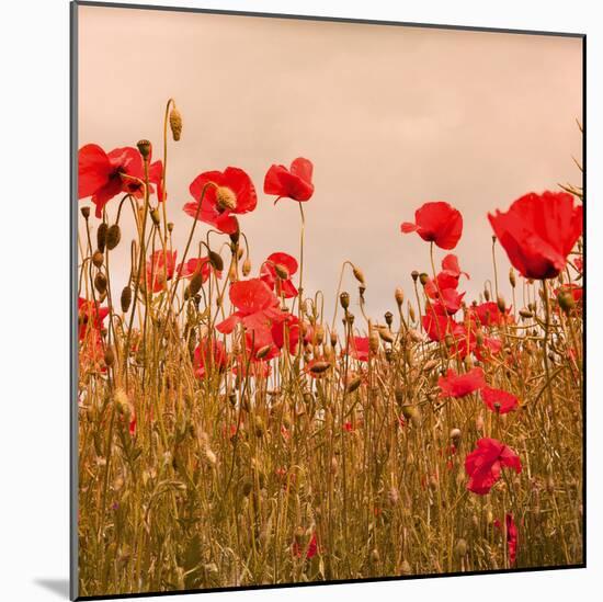 Poppy Acre-Joseph Eta-Mounted Giclee Print