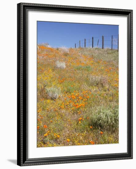 Poppy and Goldfield Flowers with Fence, Antelope Valley Near Lancaster, California, Usa-Jamie & Judy Wild-Framed Photographic Print