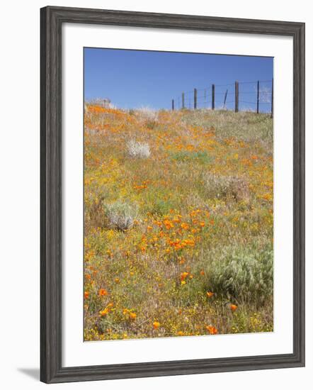 Poppy and Goldfield Flowers with Fence, Antelope Valley Near Lancaster, California, Usa-Jamie & Judy Wild-Framed Photographic Print