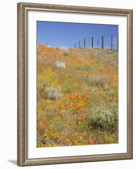 Poppy and Goldfield Flowers with Fence, Antelope Valley Near Lancaster, California, Usa-Jamie & Judy Wild-Framed Photographic Print