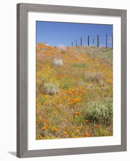 Poppy and Goldfield Flowers with Fence, Antelope Valley Near Lancaster, California, Usa-Jamie & Judy Wild-Framed Photographic Print