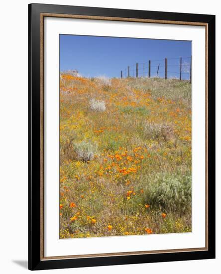 Poppy and Goldfield Flowers with Fence, Antelope Valley Near Lancaster, California, Usa-Jamie & Judy Wild-Framed Photographic Print