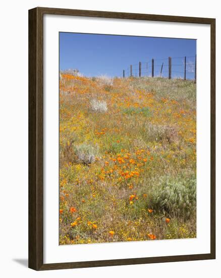 Poppy and Goldfield Flowers with Fence, Antelope Valley Near Lancaster, California, Usa-Jamie & Judy Wild-Framed Photographic Print