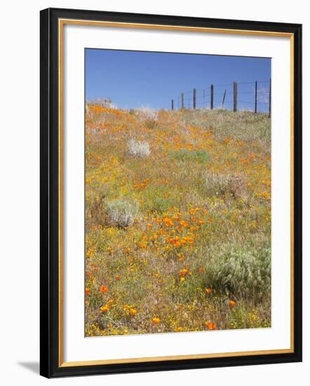 Poppy and Goldfield Flowers with Fence, Antelope Valley Near Lancaster, California, Usa-Jamie & Judy Wild-Framed Photographic Print