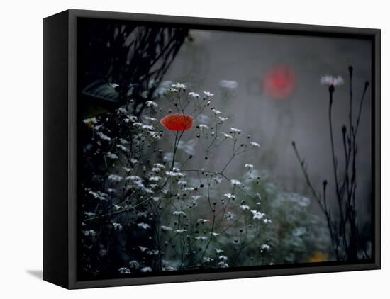 Poppy and Wild Chrysanthemums-null-Framed Premier Image Canvas