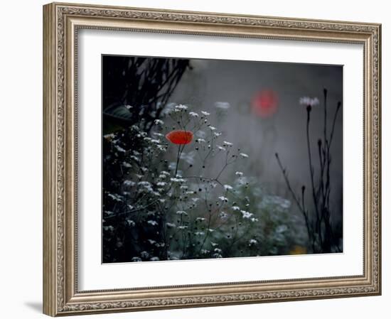 Poppy and Wild Chrysanthemums-null-Framed Photographic Print