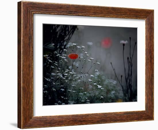 Poppy and Wild Chrysanthemums-null-Framed Photographic Print