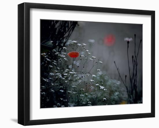 Poppy and Wild Chrysanthemums-null-Framed Photographic Print