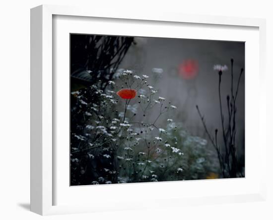 Poppy and Wild Chrysanthemums-null-Framed Photographic Print