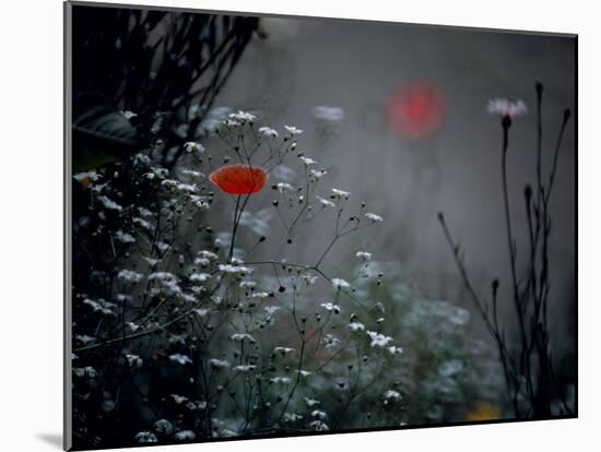 Poppy and Wild Chrysanthemums-null-Mounted Photographic Print