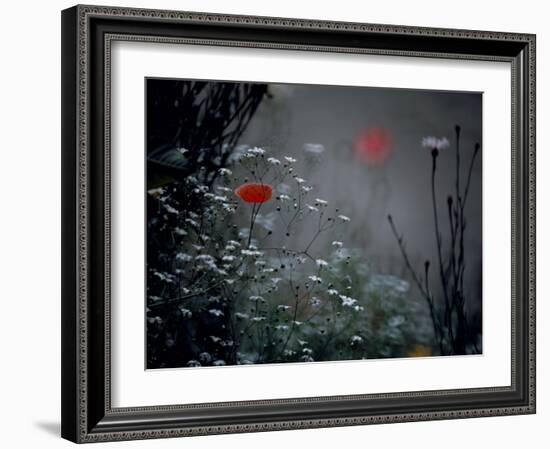 Poppy and Wild Chrysanthemums-null-Framed Photographic Print