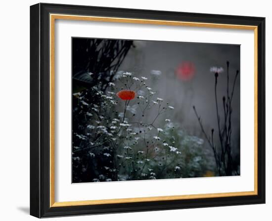 Poppy and Wild Chrysanthemums-null-Framed Photographic Print