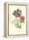 Poppy-Anemone-Frederick Edward Hulme-Framed Premier Image Canvas