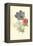 Poppy-Anemone-Frederick Edward Hulme-Framed Premier Image Canvas