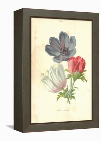 Poppy-Anemone-Frederick Edward Hulme-Framed Premier Image Canvas