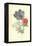 Poppy-Anemone-Frederick Edward Hulme-Framed Premier Image Canvas