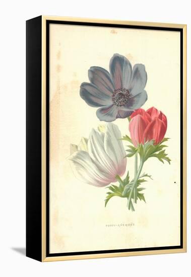 Poppy-Anemone-Frederick Edward Hulme-Framed Premier Image Canvas