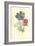 Poppy-Anemone-Frederick Edward Hulme-Framed Giclee Print