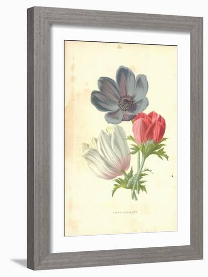 Poppy-Anemone-Frederick Edward Hulme-Framed Giclee Print