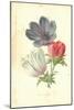 Poppy-Anemone-Frederick Edward Hulme-Mounted Giclee Print