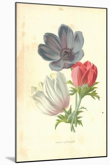 Poppy-Anemone-Frederick Edward Hulme-Mounted Giclee Print