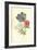 Poppy-Anemone-Frederick Edward Hulme-Framed Giclee Print