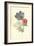 Poppy-Anemone-Frederick Edward Hulme-Framed Giclee Print