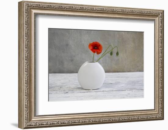 Poppy Blossom and Buds in White Vase-Andrea Haase-Framed Photographic Print