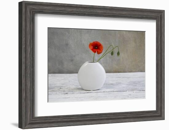 Poppy Blossom and Buds in White Vase-Andrea Haase-Framed Photographic Print