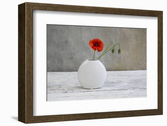 Poppy Blossom and Buds in White Vase-Andrea Haase-Framed Photographic Print