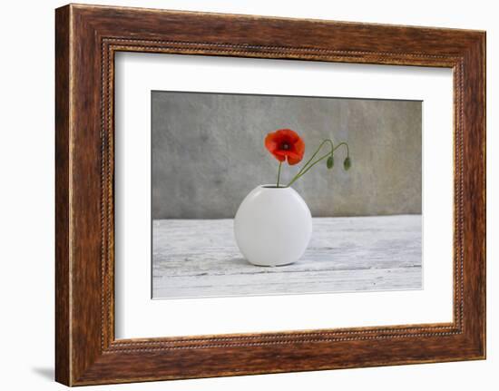 Poppy Blossom and Buds in White Vase-Andrea Haase-Framed Photographic Print