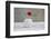 Poppy Blossom and Buds in White Vase-Andrea Haase-Framed Photographic Print