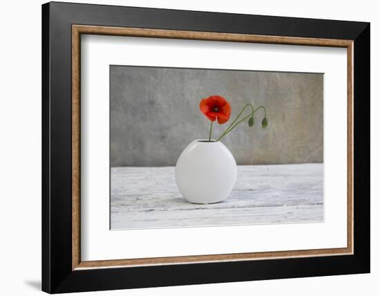 Poppy Blossom and Buds in White Vase-Andrea Haase-Framed Photographic Print