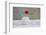 Poppy Blossom and Buds in White Vase-Andrea Haase-Framed Photographic Print