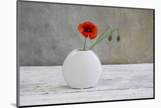 Poppy Blossom and Buds in White Vase-Andrea Haase-Mounted Photographic Print