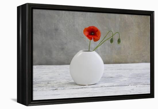Poppy Blossom and Buds in White Vase-Andrea Haase-Framed Premier Image Canvas