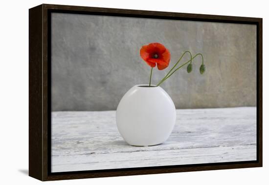 Poppy Blossom and Buds in White Vase-Andrea Haase-Framed Premier Image Canvas