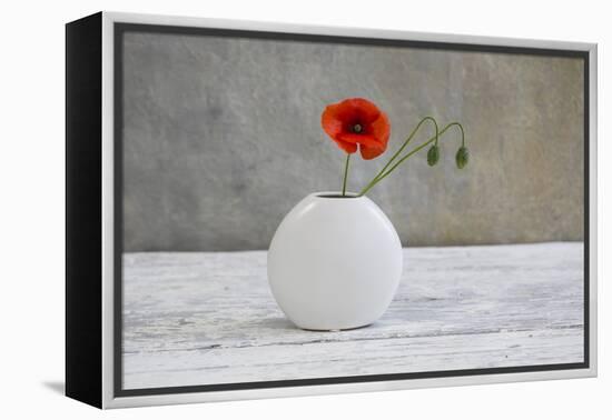 Poppy Blossom and Buds in White Vase-Andrea Haase-Framed Premier Image Canvas