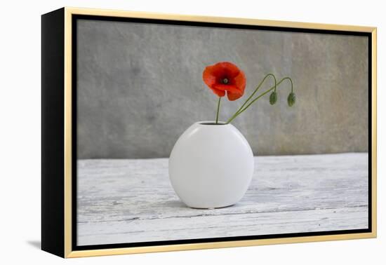 Poppy Blossom and Buds in White Vase-Andrea Haase-Framed Premier Image Canvas