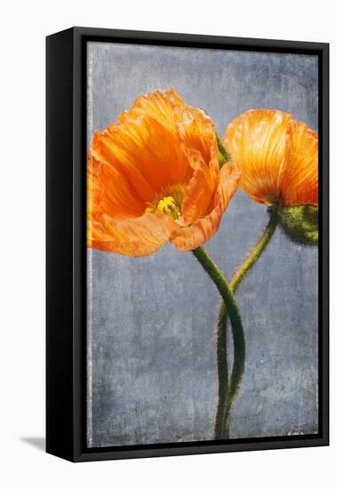 Poppy, Blossoms, Still Life-Axel Killian-Framed Premier Image Canvas