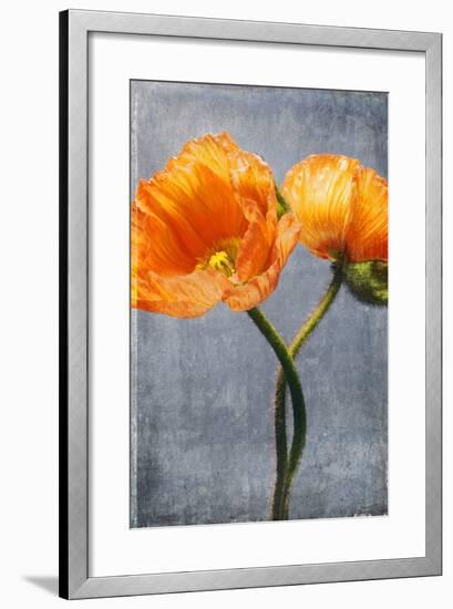 Poppy, Blossoms, Still Life-Axel Killian-Framed Photographic Print