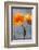 Poppy, Blossoms, Still Life-Axel Killian-Framed Photographic Print