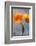 Poppy, Blossoms, Still Life-Axel Killian-Framed Photographic Print