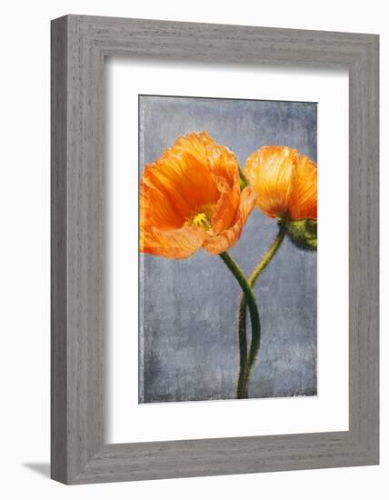 Poppy, Blossoms, Still Life-Axel Killian-Framed Photographic Print