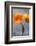 Poppy, Blossoms, Still Life-Axel Killian-Framed Photographic Print