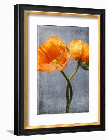 Poppy, Blossoms, Still Life-Axel Killian-Framed Photographic Print