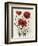 Poppy Bouquet I-Emma Scarvey-Framed Premium Giclee Print