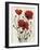 Poppy Bouquet I-Emma Scarvey-Framed Art Print