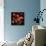 Poppy Bouquet II-John Seba-Framed Stretched Canvas displayed on a wall