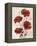 Poppy Bouquet III-Emma Scarvey-Framed Stretched Canvas